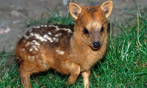 Tận mục hươu nhỏ nhất thế giới vừa chào đời
