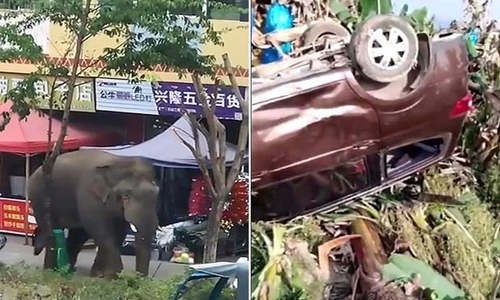 Không có bạn gái, voi rừng "hận tình" điên cuồng phá nhà, xe