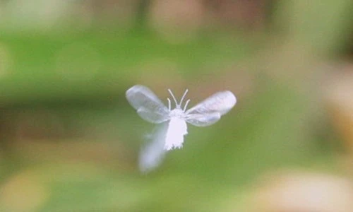 Kỳ bí sinh vật “bọ tuyết”, chỉ cần xuất hiện, tuyết sẽ rơi