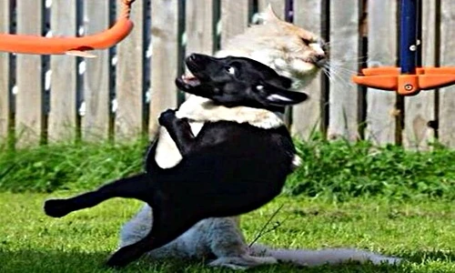 Mê mệt những khoảnh khắc cực yêu của động vật