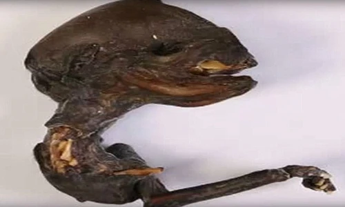 Xôn xao xác người ngoài hành tinh xuất hiện ở Nga 
