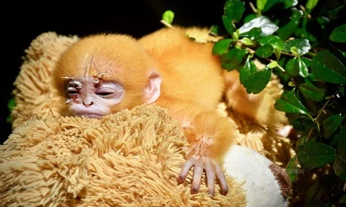 Xót xa chú khỉ mồ côi coi gấu bông như mẹ