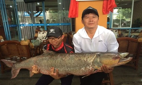 Câu được cá măng khổng lồ nặng gần 100kg