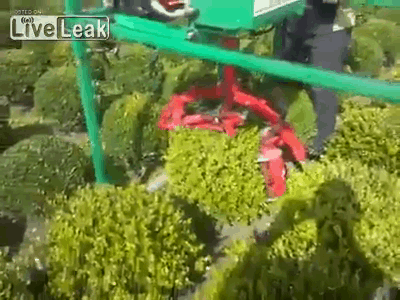 Cắt tỉa cây cảnh cực nhanh.