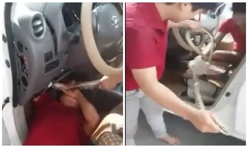 Video trai trẻ tay không bắt trăn nấp dưới vô lăng ôtô