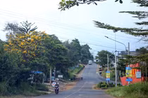 Loạt gói thầu trúng sát nút của Công ty Rừng Thông Đắk Nông [Kỳ 2]