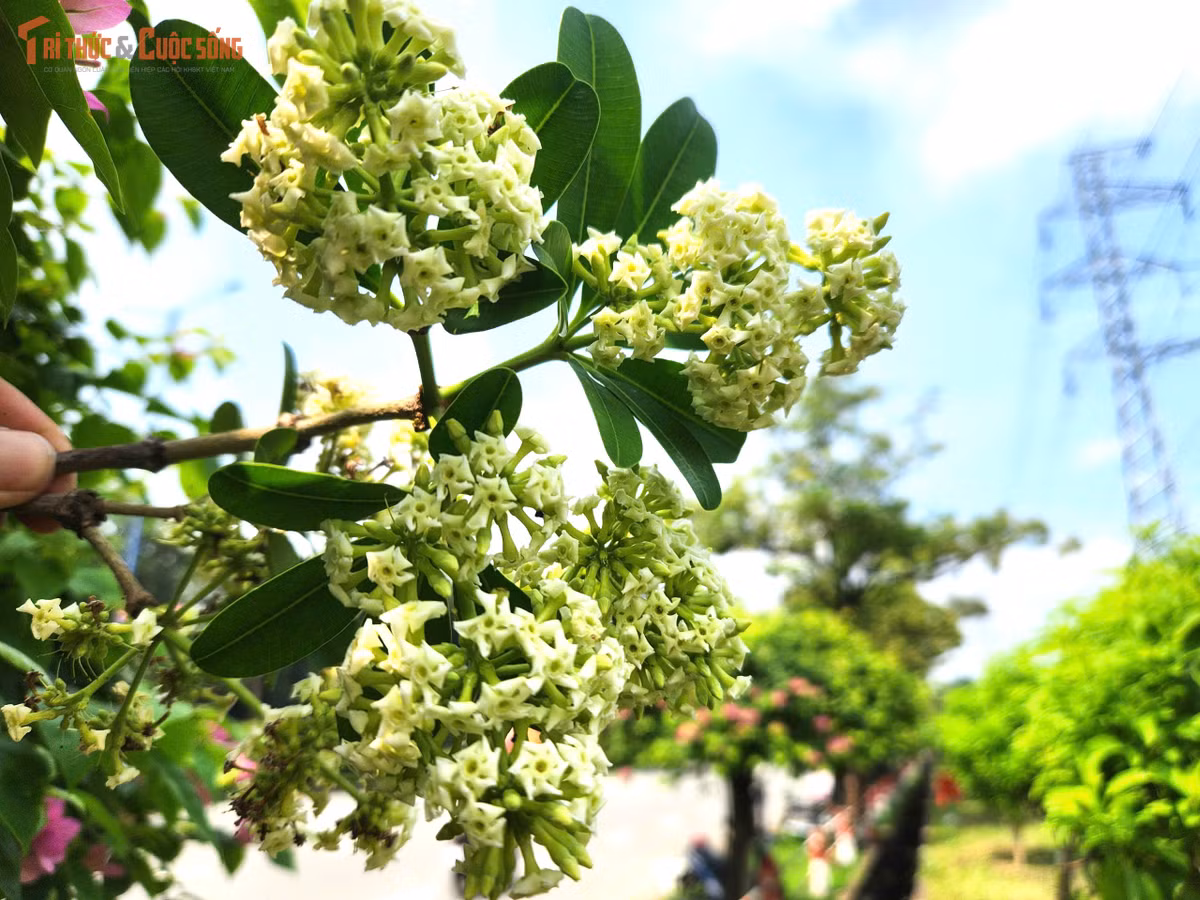 Hoa sữa thường nở từ khoảng tháng 8 đến tháng 12, tùy điều kiện thời tiết và từng khu vực. Tháng 10 là thời điểm nhiều cây bước vào giai đoạn nở rộ.