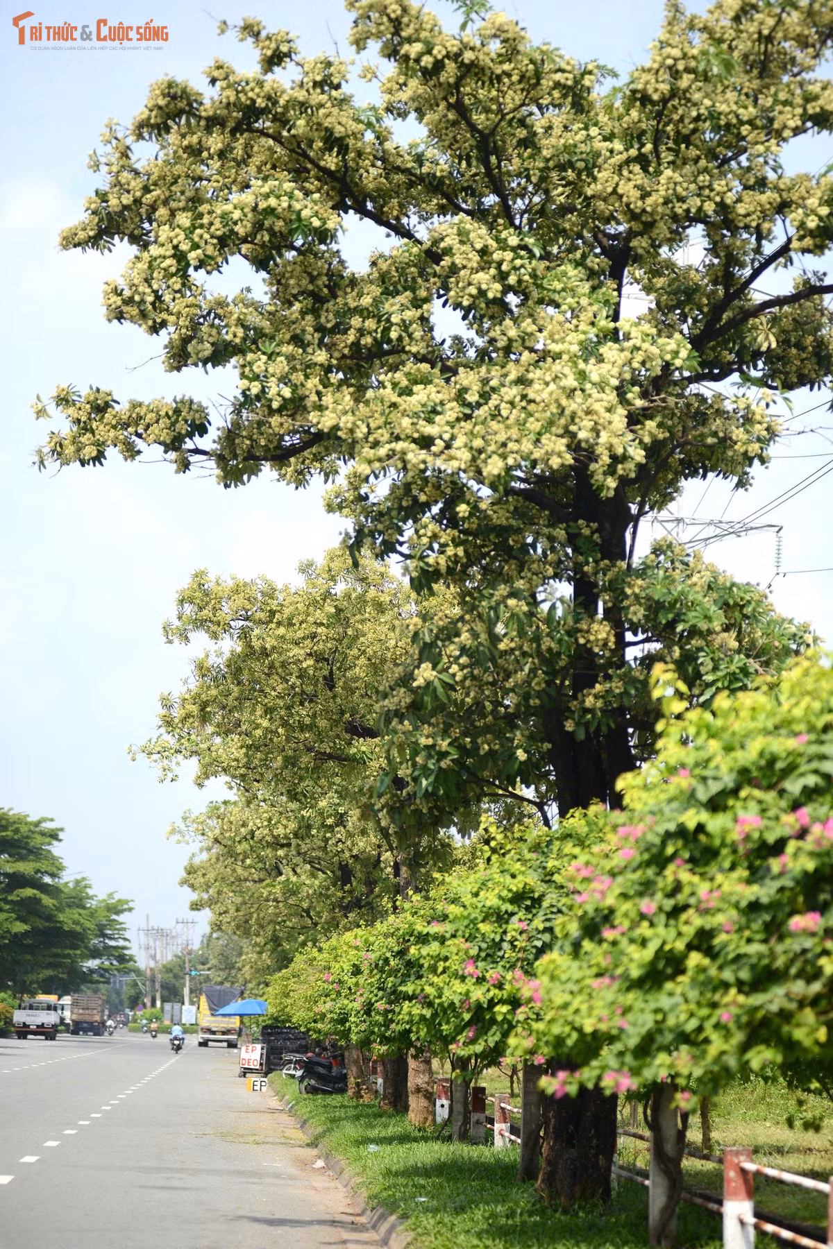 Trái với những người yêu thích hương hoa, anh Lê Tân, cho biết mùi hương nồng vào chiều tối khiến gia đình cảm thấy khó chịu. Mỗi khi chạy xe qua khu vực có cây hoa sữa anh phải bịt mũi, phóng xe nhanh. “Tôi bị viêm mũi dị ứng nên mùi hương hoa này rất khó chịu”, anh Tân nói.