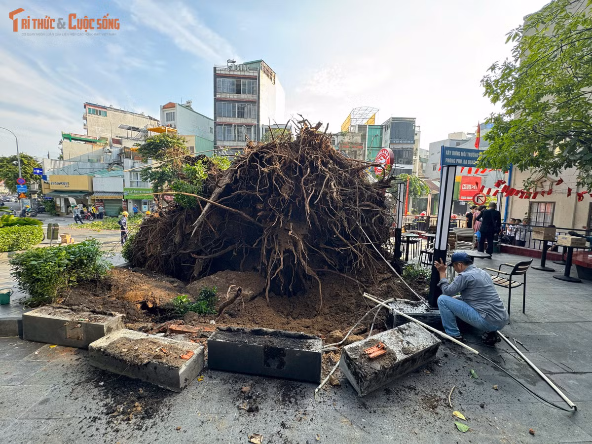 Hiện trường sự cố cây xanh ngã đổ.