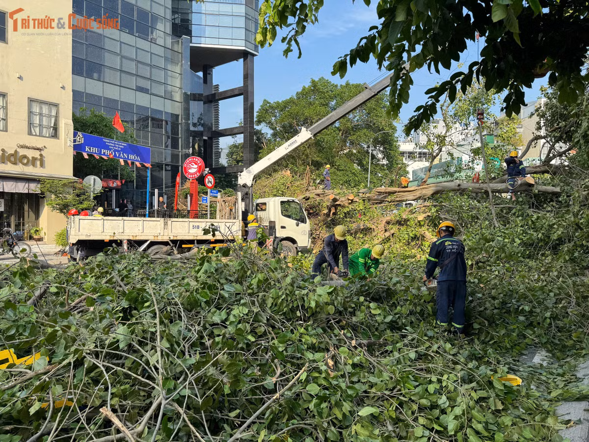 Một người đàn ông chạy xe máy ngang qua bị nhánh cây va trúng nhưng chỉ bị xây xát nhẹ. Cây đổ đúng thời điểm lượng phương tiện bắt đầu đông khiến giao thông qua khu vực trung tâm TP HCM nhanh chóng ùn ứ.