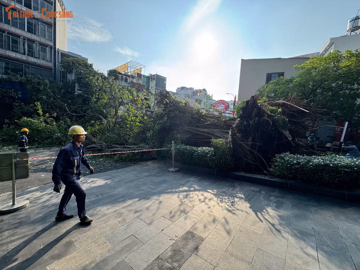 Đến hơn 9h sáng nay 7/10, lực lượng chức năng vẫn đang thu dọn hiện trường, điều tiết giao thông qua các tuyến đường Võ Thị Sáu, Đinh Tiên Hoàng, Nguyễn Phi Khanh, Điện Biên Phủ... (quận 1 cũ) để xử lý sự cố cây xanh cổ thụ bật gốc vào sáng sớm cùng ngày.