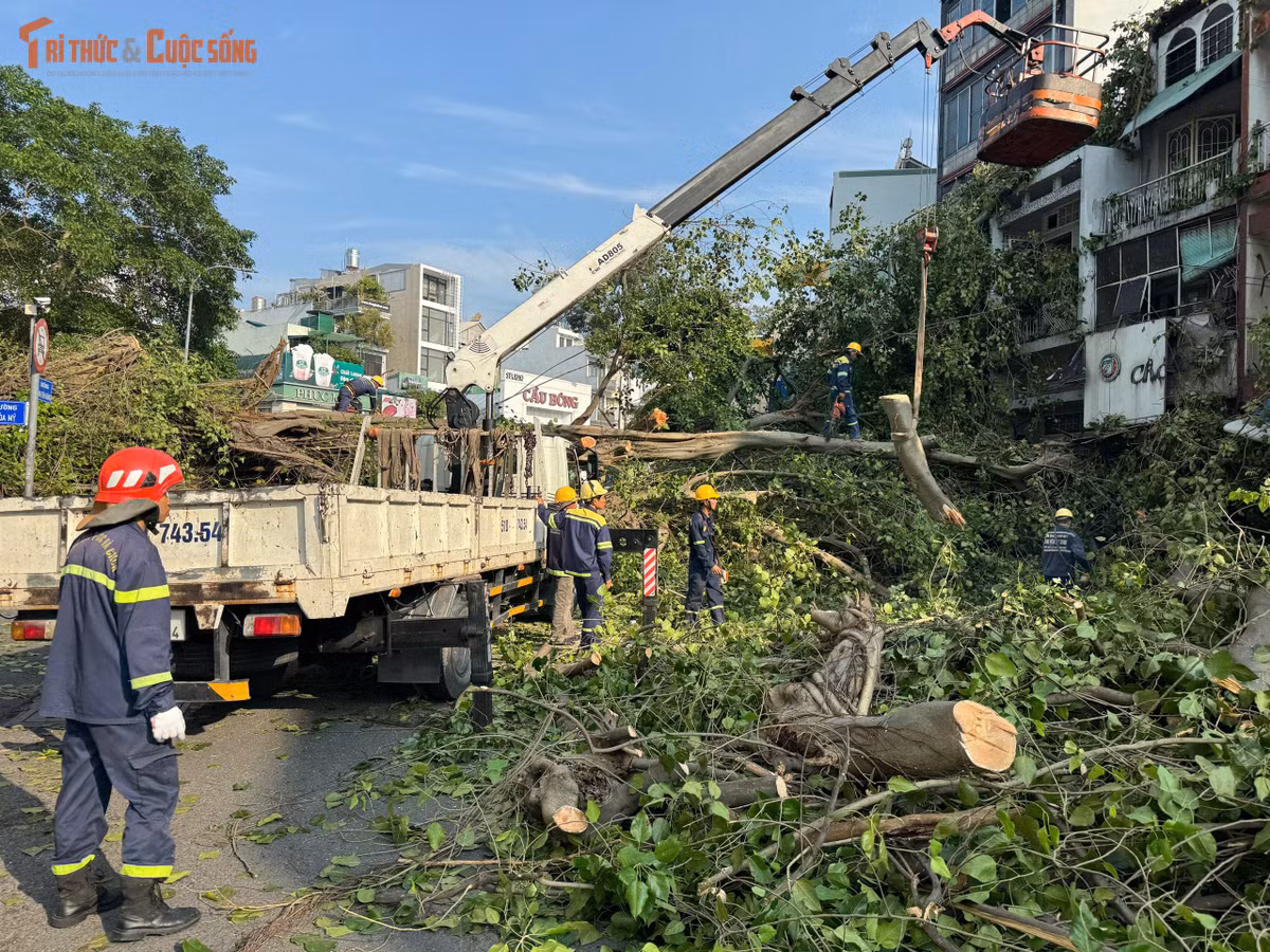 Thời điểm xảy ra sự cố, khu vực không mưa, trời cũng không có gió lớn. Thân cây có kích thước lớn nằm chắn gần như toàn bộ mặt đường. Phần cành, tán cây vướng vào mái và biển hiệu của một số nhà dân, cửa hàng đối diện, gây hư hỏng.