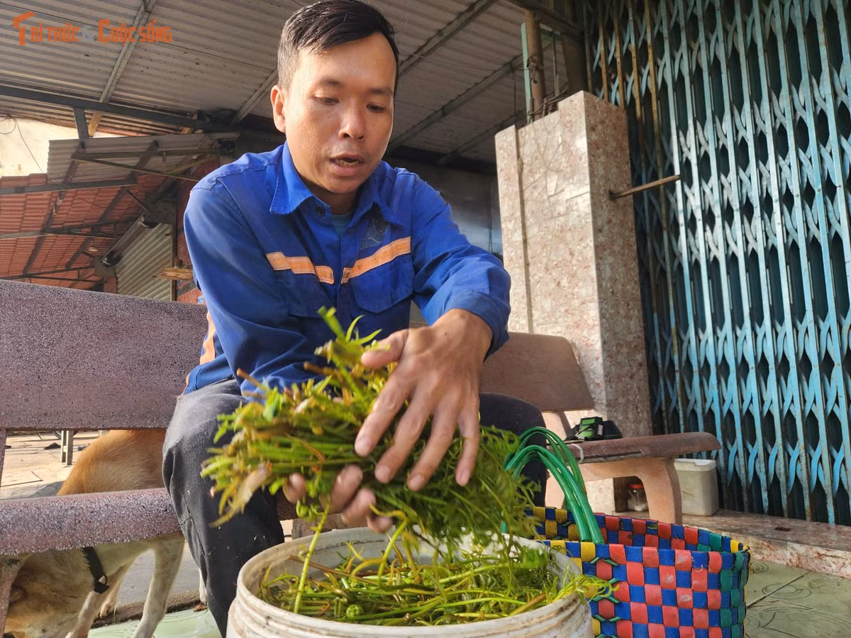 Điều khiến người đàn ông này lo lắng nhất không phải thu nhập bấp bênh mà là những hiểm nguy luôn rình rập. Năm 2024, anh từng bị rắn lục đuôi đỏ cắn khi đang hái rau và phải nghỉ làm gần hai tuần để điều trị. Ngoài rắn độc, ong vò vẽ cũng là nỗi ám ảnh của những người thường xuyên vào các khu vực hoang hóa. Chỉ một chút bất cẩn cũng có thể dẫn đến những tai nạn nguy hiểm.