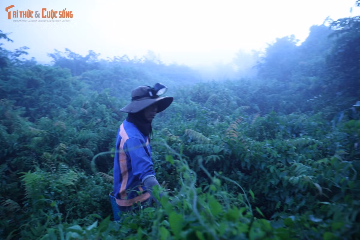 Khi trời còn chưa sáng, anh Đỗ Thanh Hùng (40 tuổi, ngụ xã Bình Lợi, TP HCM) đã chuẩn bị đồ nghề, chạy xe đến các bãi sậy thuộc xã Tân Vĩnh Lộc và Vĩnh Lộc (TP HCM) để bắt đầu một ngày hái rau đọt choại.