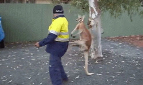 Video: Kangaroo ngứa cựa, gạ chú công nhân đánh nhau