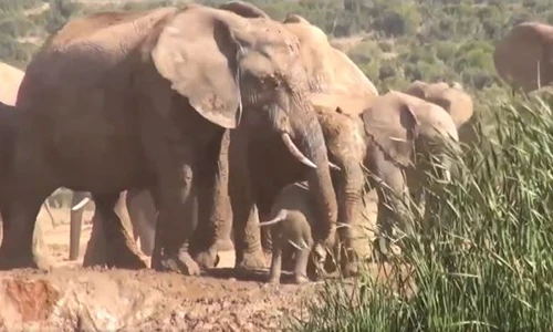 Video: Cả đàn voi “bàn bạc”, tìm cách cứu voi con dưới hố bùn 