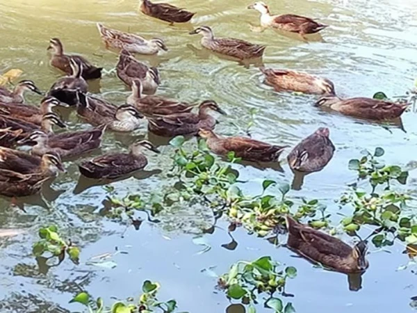 Loài sáng bay đi tối lại bay về, ở Việt Nam có người nuôi lãi trăm triệu