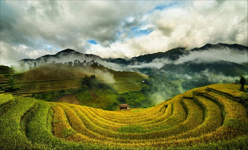 Tuyệt đẹp bộ ảnh Tây Bắc mùa lúa chín rực rỡ sắc vàng