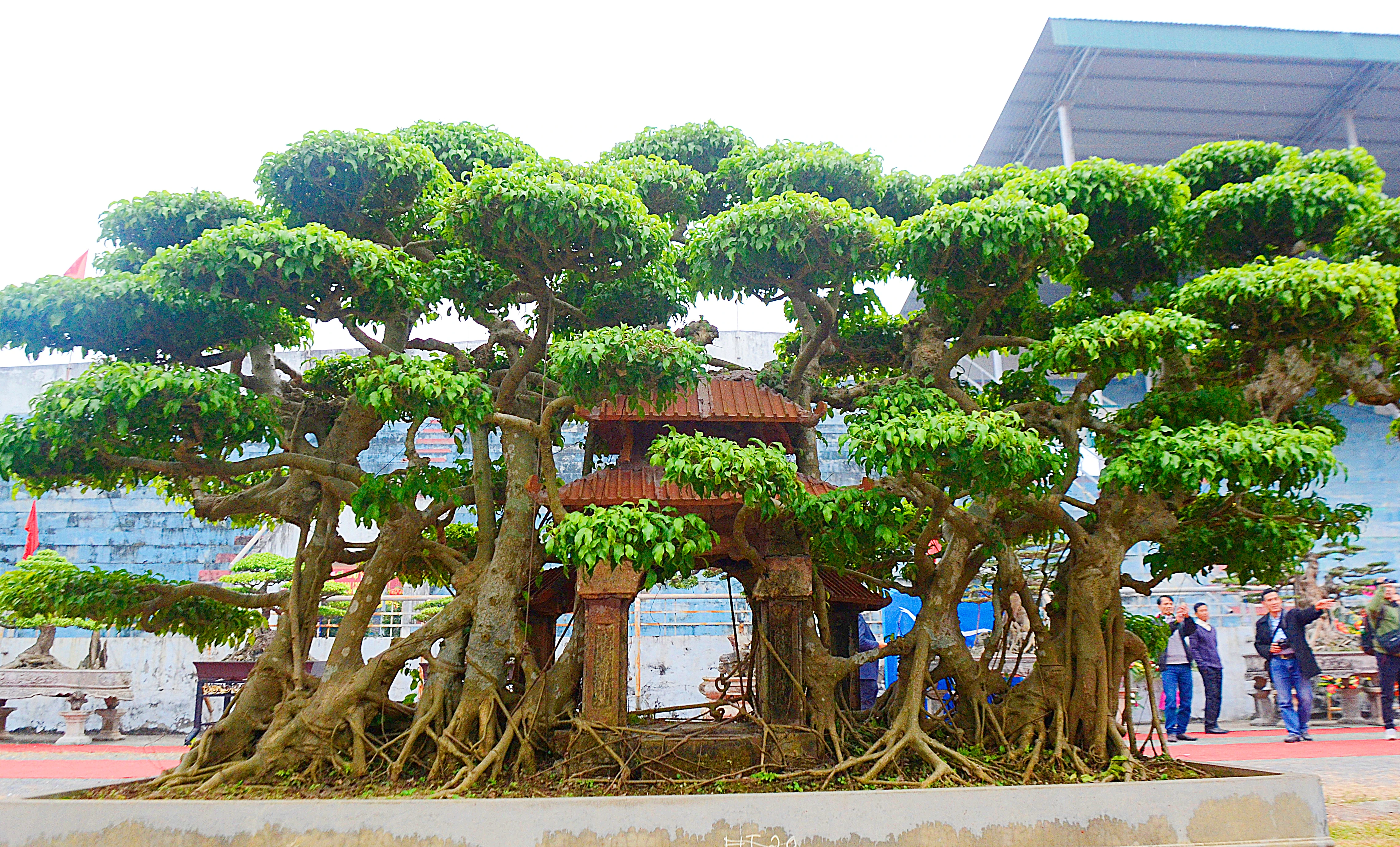 Ngắm “siêu phẩm” cây sanh “Phố cổ Hà Nội” hiếm có