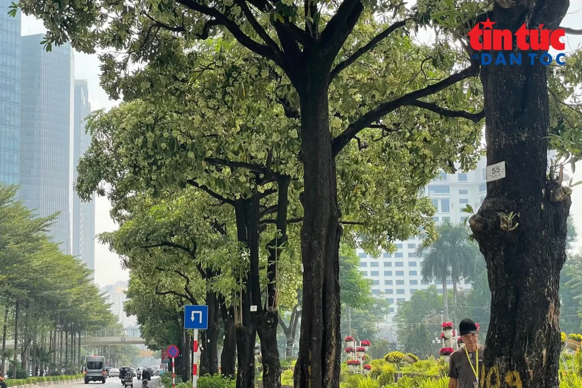 Hoa sữa bung nở khắp phố phường Hà Nội