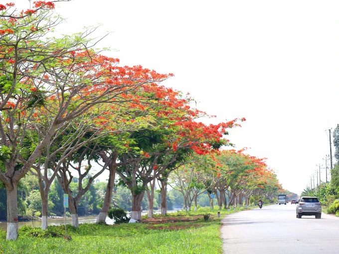 Đường miền Tây rợp sắc đỏ hoa phượng