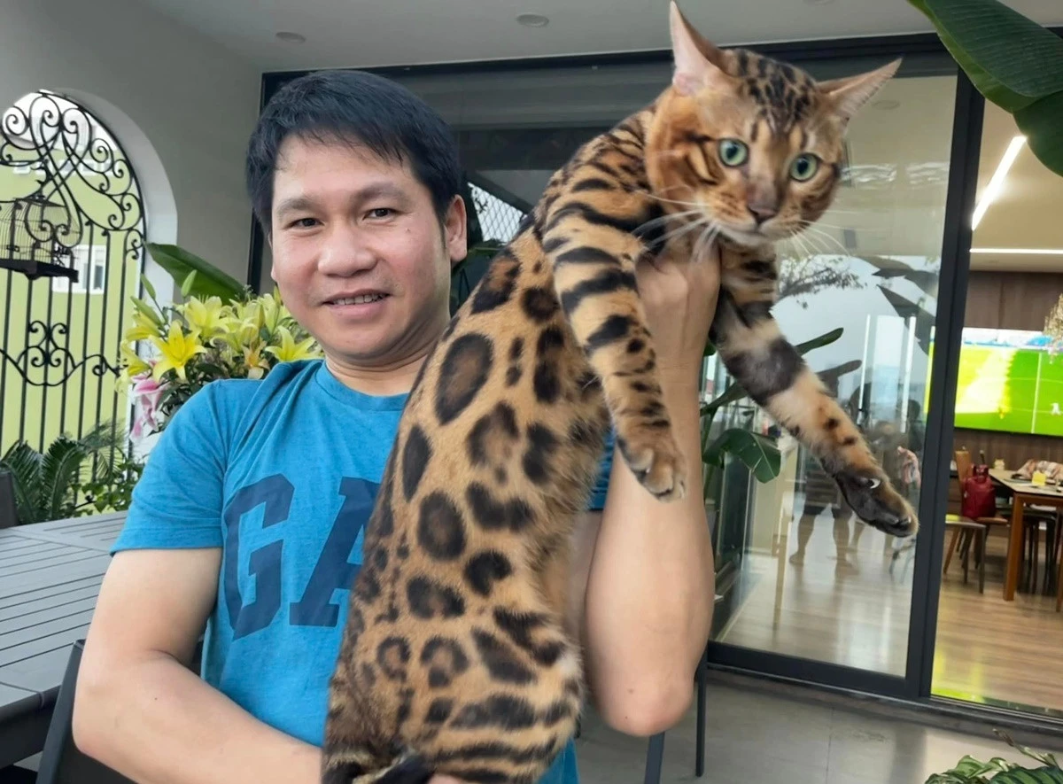 Bộ sưu tập mèo Bengal quý hiếm của Trọng Tấn, Đan Trường