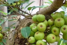 Trồng cây sung đúng hướng, đúng tuổi... giữ lộc quanh năm