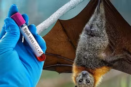 Nipah có thể thành đại dịch? Chuyên gia phân tích nguy cơ