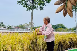 PGS.TS Nguyễn Thị Trâm: Chuyện chưa kể phía sau giống lúa 'nửa giải Nobel'