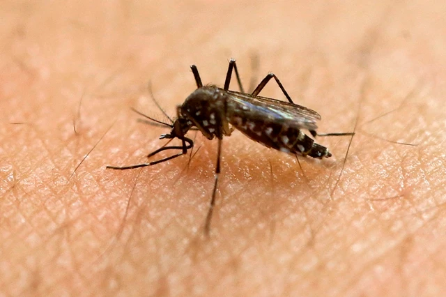 Phát hiện thêm các ca nhiễm Zika ở Phillipines