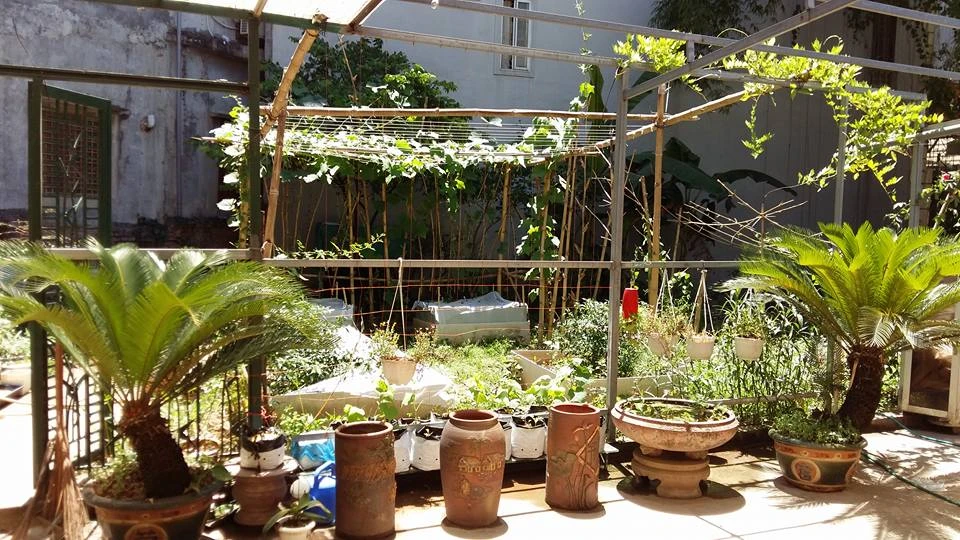 Khu vườn 400m² la liệt rau xanh, quả sạch giữa Thủ đô