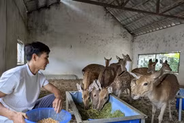 Kỹ sư 9X từng lương 60 triệu đồng/tháng ở Nhật, về quê nuôi hươu sao
