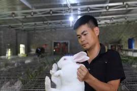 Về quê sau hơn 10 năm ở nước ngoài, 9X Nghệ An thành công với trại thỏ