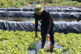 9X Nghệ An bỏ việc lương nghìn USD, nuôi ốc thu gần 300 triệu
