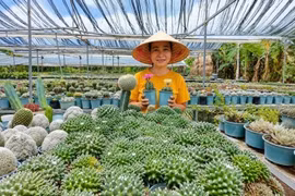 9X Đà Nẵng bỏ phố về quê trồng xương rồng, thu 300 triệu/năm