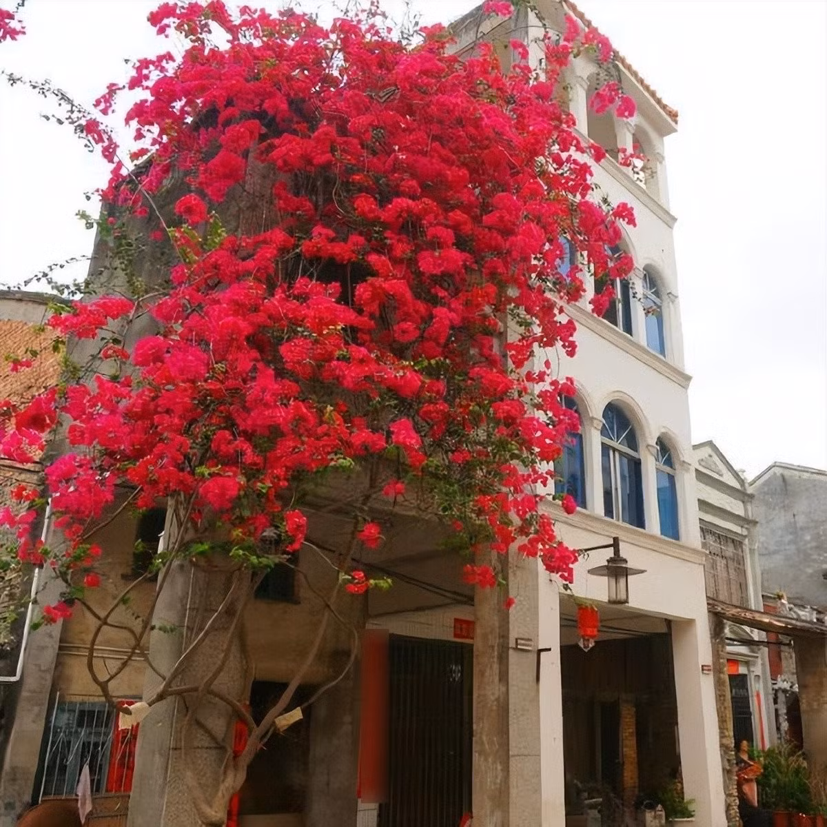 Dễ tạo hình, uốn thế tùy ý: Cành cây mềm dẻo, rất dễ cắt tỉa, tạo dáng bonsai hay làm cây leo, cây rủ đều đẹp như tranh.