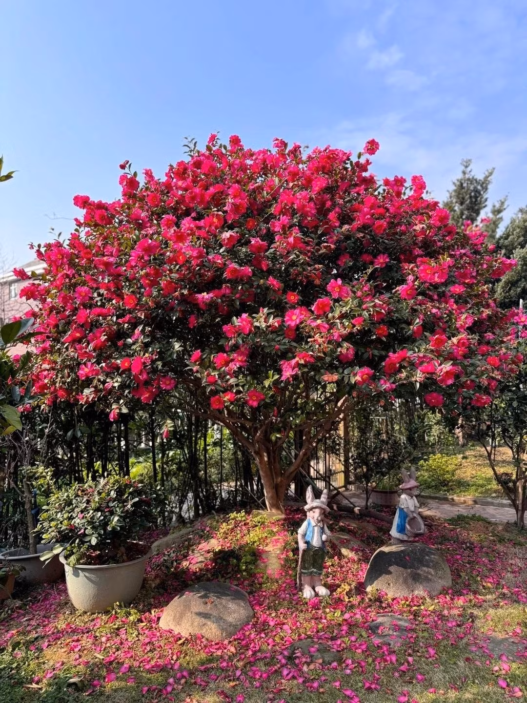 Những gốc hoa trà cổ thụ có thể sống hàng trăm năm, gắn bó với nhiều thế hệ trong gia đình. Cây càng già, hoa càng sai, cành lá càng sum suê, tạo nên vẻ đẹp rực rỡ khiến ai nhìn cũng say mê.