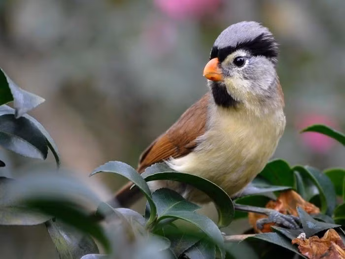 Khướu mỏ dẹt đầu xám (Psittiparus gularis) dài 15 - 19cm là loài định cư, không phổ biến đến tương đối phổ biến tại Tây Bắc, Đông Bắc, Bắc và Trung Trung Bộ. Chúng sống ở rừng lá rộng thường xanh, rừng thứ sinh, cây bụi, bìa rừng, rừng tre nứa, độ cao 1.000 - 1.830m, thường di chuyển nhanh theo đàn kiếm ăn hỗn hợp.