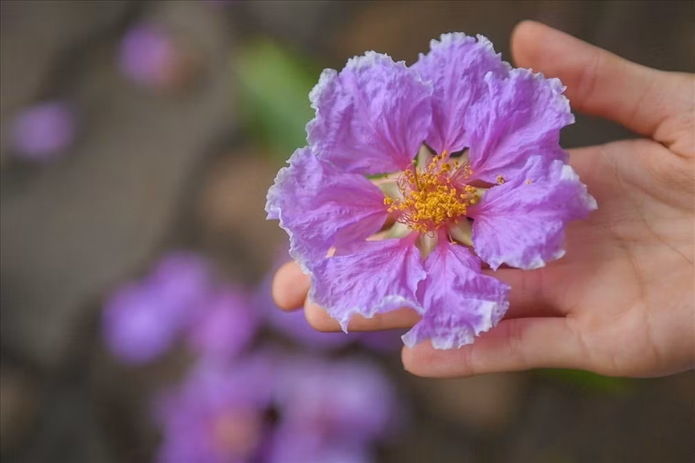 Hoa bằng lăng: Hoa bằng lăng có màu sắc rực rỡ và thời gian nở dài đến 100 ngày, mang lại không khí vui tươi và tràn đầy sức sống cho ngôi nhà.
