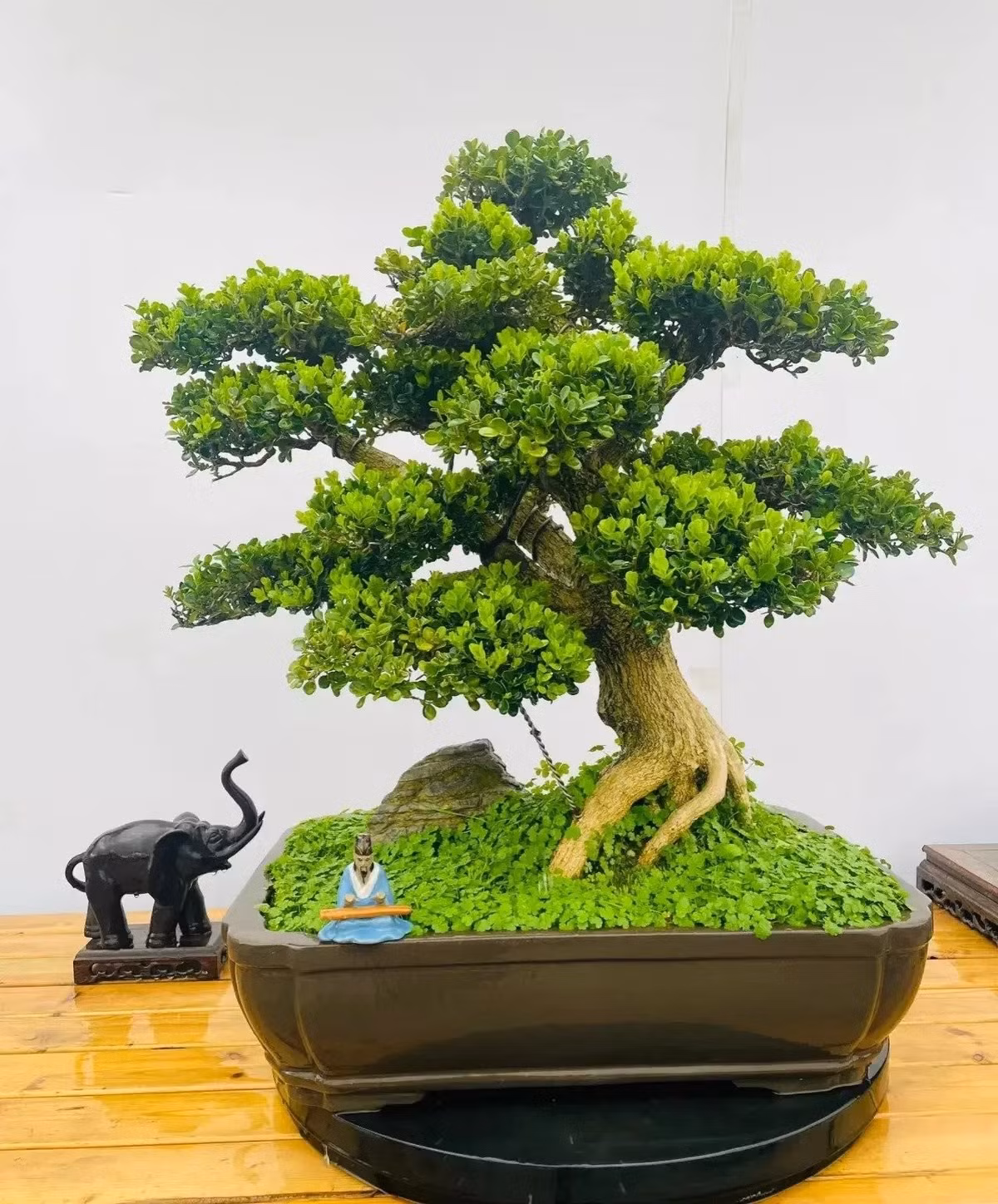 4. Hoàng Dương – Quý ông giữa các loài cây, biểu tượng trấn trạch mạnh mẽ: Cây có dáng đẹp, lá xanh mướt, thân sần sùi tạo hình độc đáo. Trong phong thủy, hoàng dương được xem là cây trấn trạch, hút tài và giữ nhà.