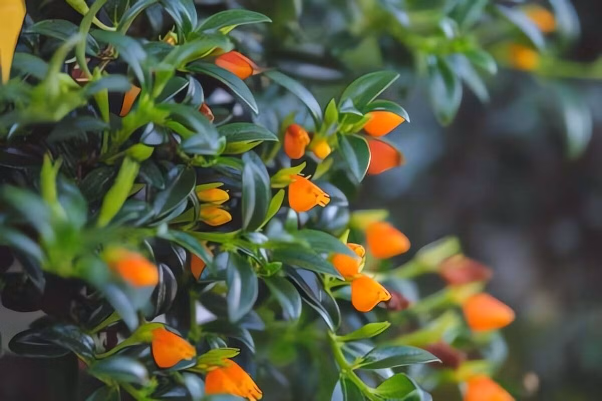 Thay thế hoàn hảo cho cây lan chi quen thuộc: Cây lan chi được ưa chuộng vì khả năng thanh lọc không khí, nhưng đôi khi dễ gây nhàm chán vì lá nhỏ, bụi rậm. Nếu bạn tìm một loại cây dễ chăm, đẹp mắt hơn, cây cá vàng chính là lựa chọn tuyệt vời.