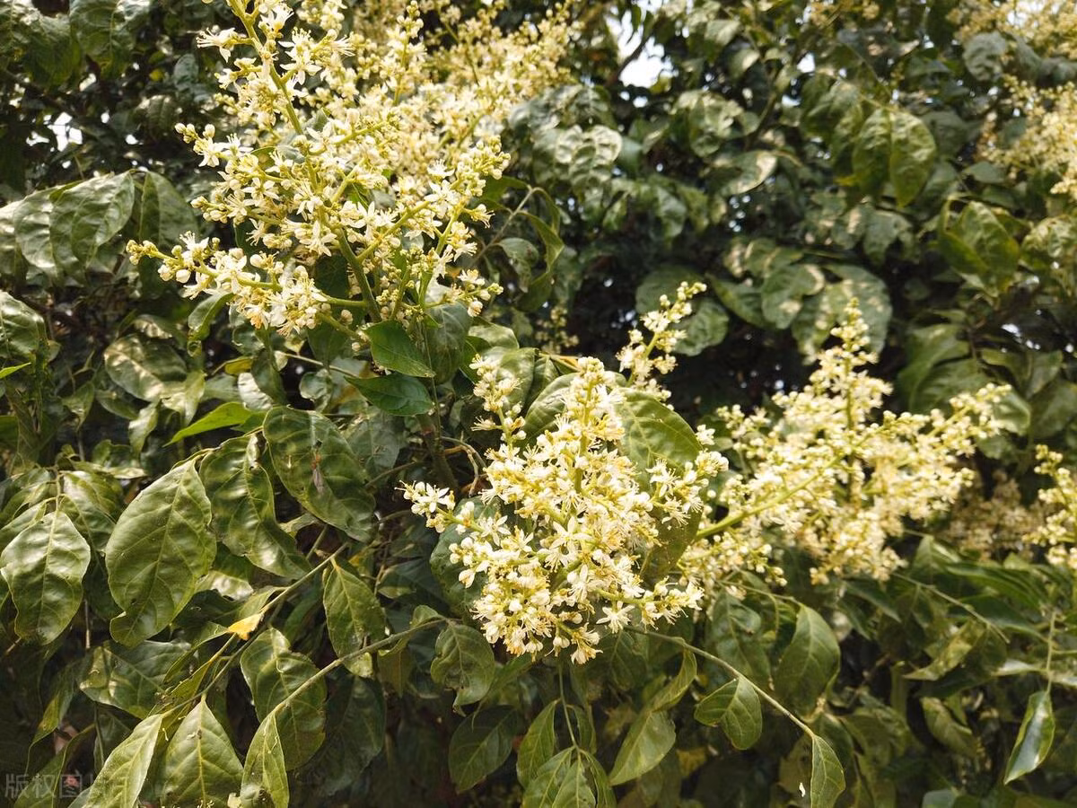 Hoa trắng