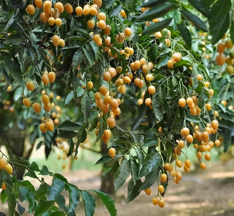 Quả vàng lá xanh