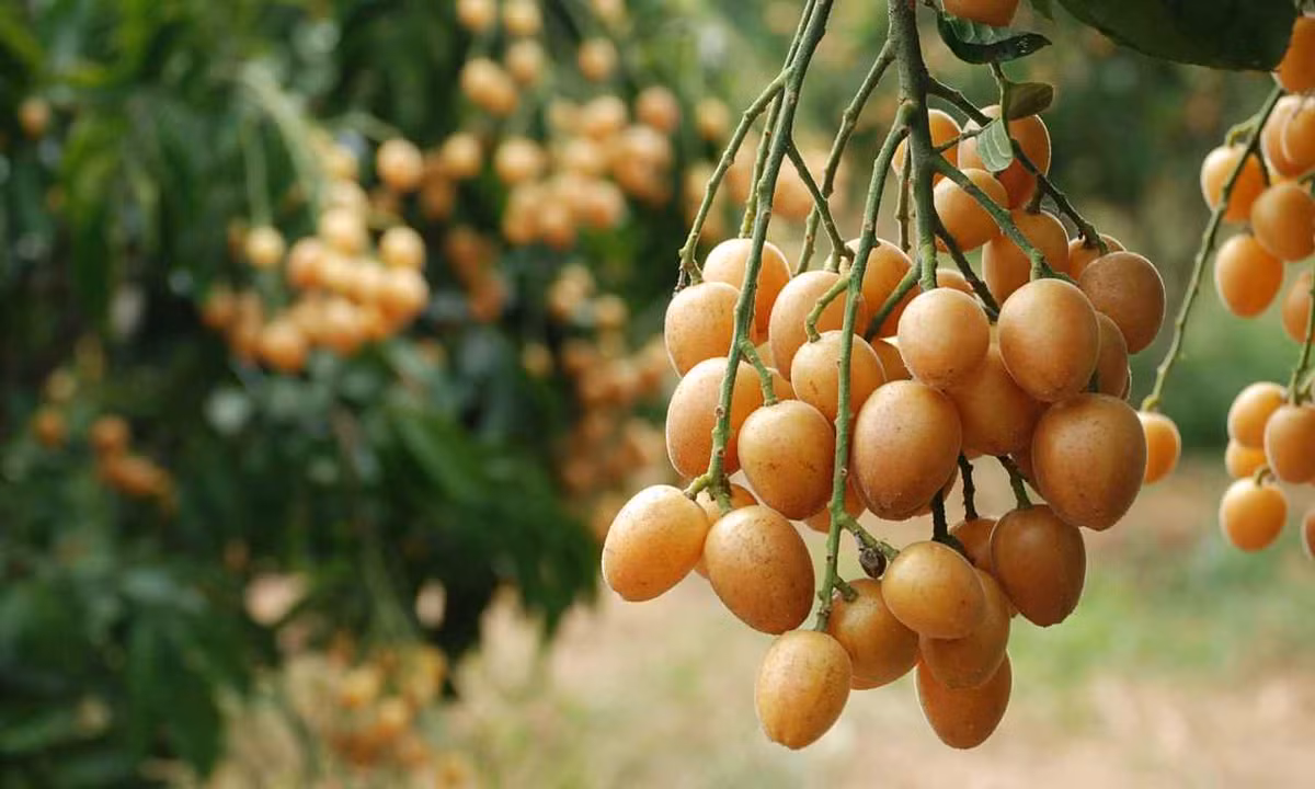 Chọn cây giống ghép cao 50-70cm, khỏe mạnh