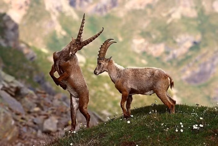 Loài dê núi Alps (Ibex) – tác giả Luca Casale.