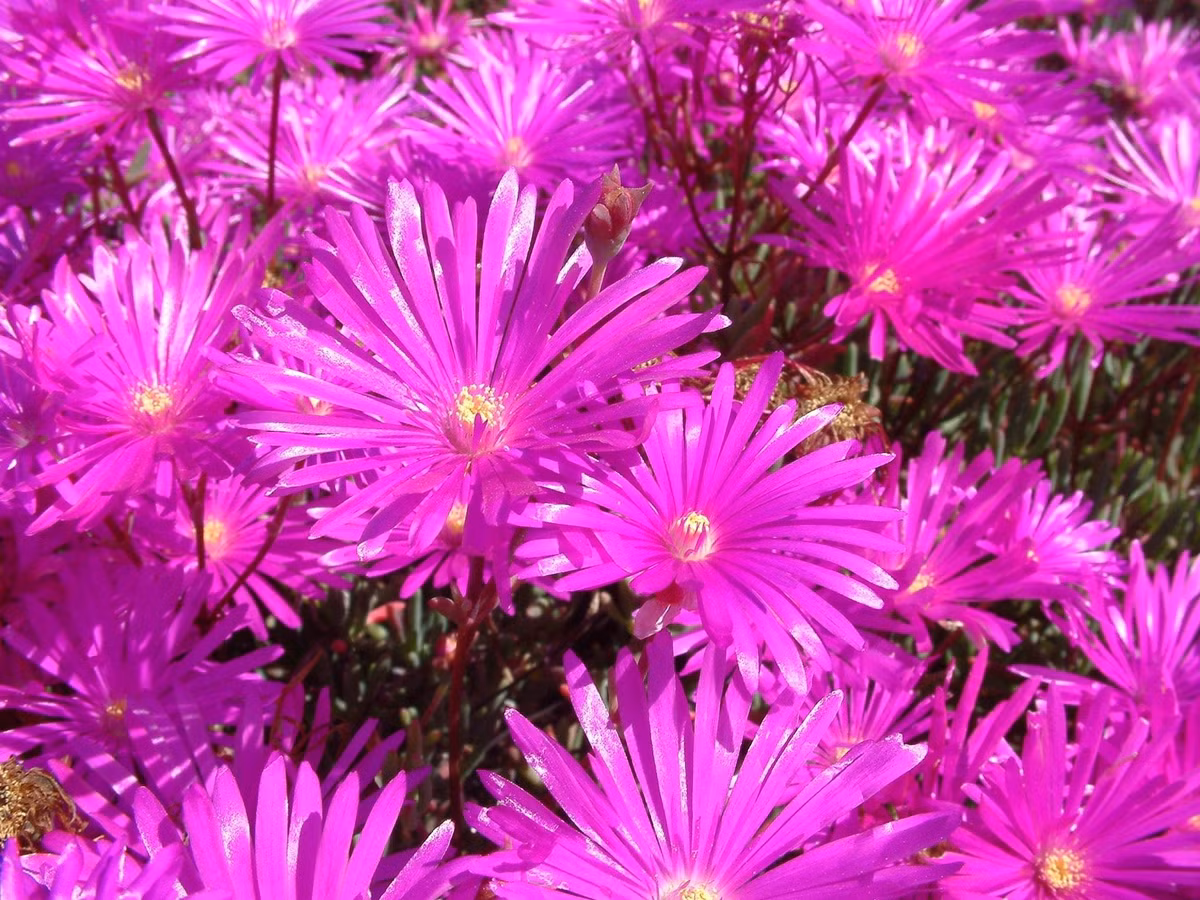 Mỗi bông hoa như pháo sáng giữa nắng trưa: Hoa Lampranthus nở vào buổi trưa đầy nắng, khép lại về đêm và lại tiếp tục nở rộ hôm sau. Mỗi bông hoa sống từ 5–7 ngày, luôn rạng rỡ như lần đầu.