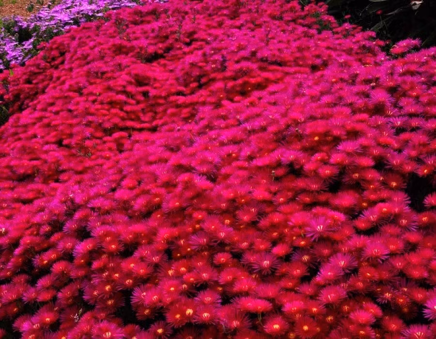 Cây nhỏ, sức sống không nhỏ: Là cây mọng nước có nguồn gốc từ Nam Phi, Lampranthus cực kỳ cứng cáp. Lá mọng, thân chắc, chịu nắng nóng tốt và rất ít sâu bệnh.