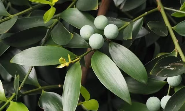 Không những thế, trong phong thủy, cây kim giao còn là biểu tượng cho sự bình yên. Người ta tin rằng, việc trồng cây Kim giao có tác dụng xua đuổi tà mà và những điều không tốt, giúp mang lại cho gia chủ những điều tốt đẹp và thành công.