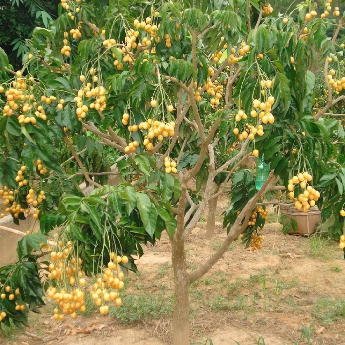 Trồng cây cảnh này trước nhà là giữ lại một góc ký ức