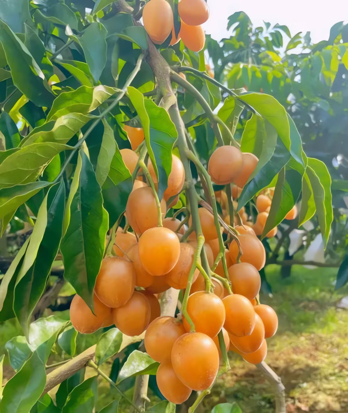 Trồng hồng bì trước nhà giúp bình an, ngủ ngon.